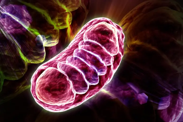 Scientists discover the nutrient that supercharges cellular energy