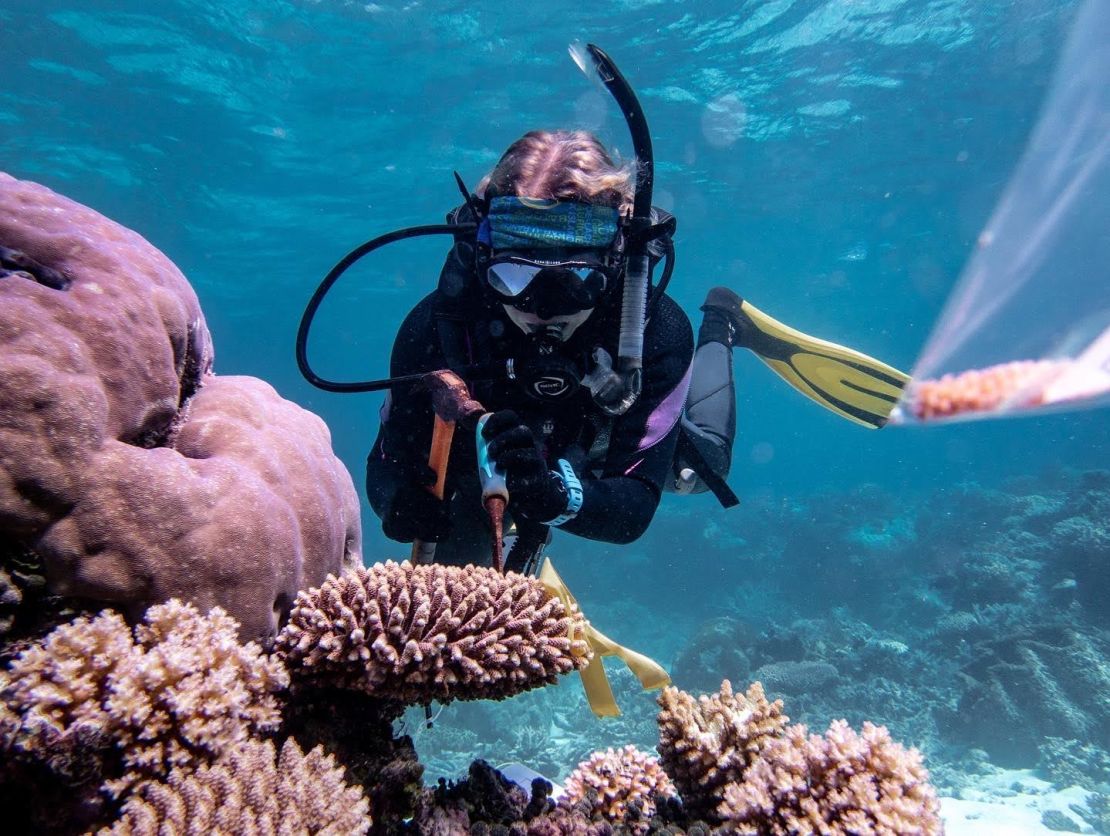 Curated visual reference: Visual Reference: Super Corals And Supplements Inside The Lab Trying To Save