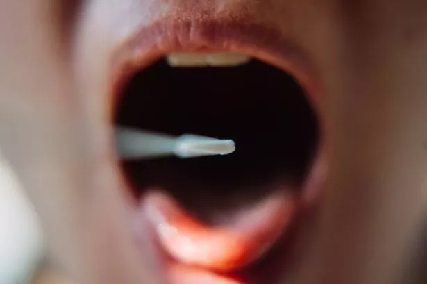 Testing with cotton swab in open mouth for covid-19, close-up.