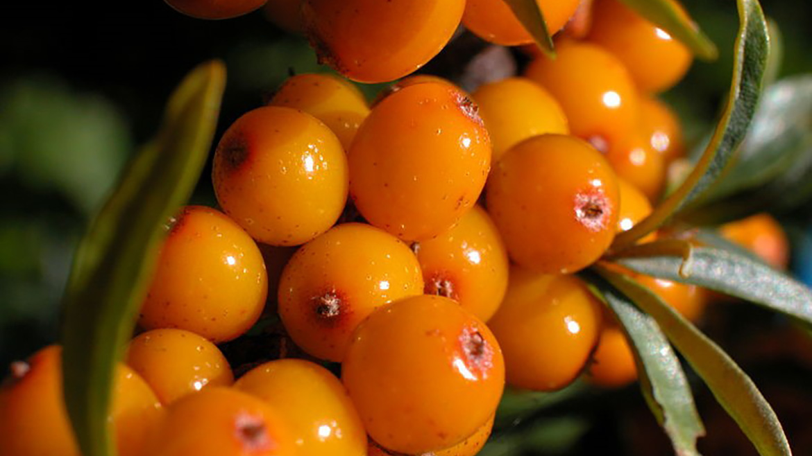 Sea buckthorn berry