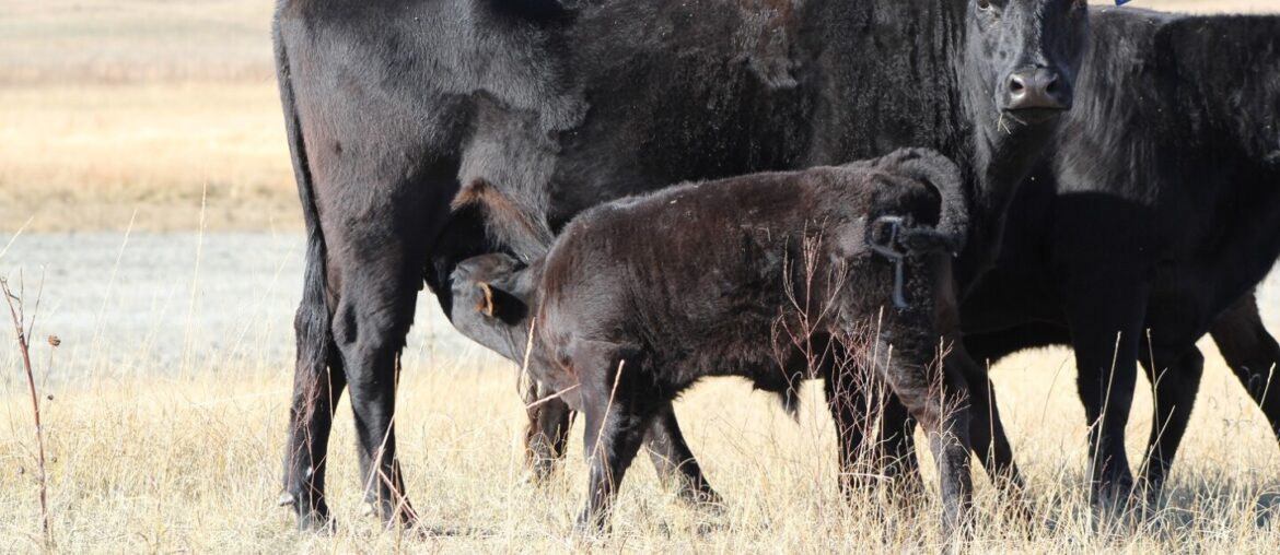 Vitamin E Deserves a Second Look in Beef Herds