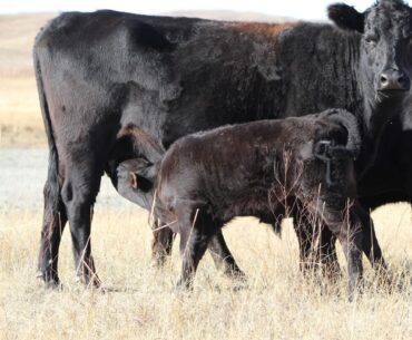 Vitamin E Deserves a Second Look in Beef Herds