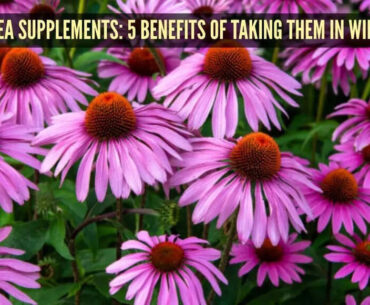 Blood sugar management to joint pain: 5 benefits of taking Echinacea supplements in the winter