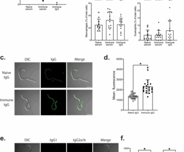 Vaccination against Onchocerca volvulus induces IgG-mediated protective immunity dependent on neutrophils and complement