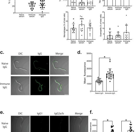 Vaccination against Onchocerca volvulus induces IgG-mediated protective immunity dependent on neutrophils and complement