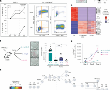T follicular helper cells transiently unlock a plasticity state in germinal centre B cells during the humoral immune response