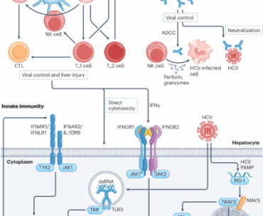 Targets of protective immunity and opportunities in hepatitis C virus vaccine development