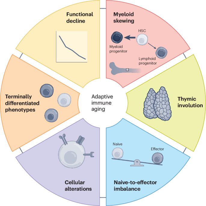 Aging reshapes the adaptive immune system from healer to saboteur ...