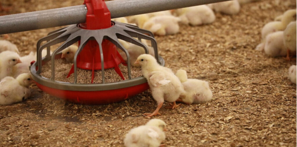 US reliance on China imperils poultry amino acids, vitamins
