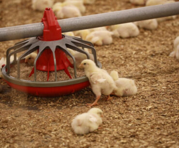 US reliance on China imperils poultry amino acids, vitamins