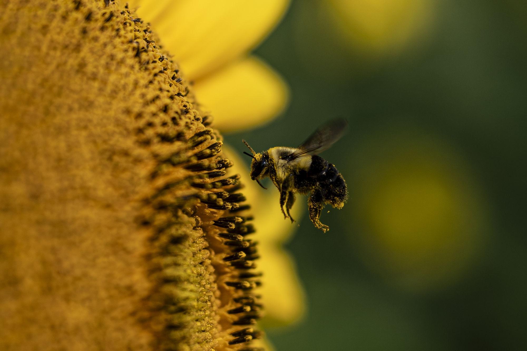 A pollen-covered bumble bee gently lands on a sunflower during the Frankenmuth Flower Festival at Grandpa’s Tiny Farm on Saturday, August 2, 2025. 