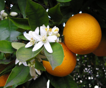 Vitamin C: Good for the skin, especially if you eat it