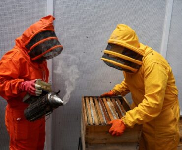 Colombian scientists develop supplement to protect bees from pesticides