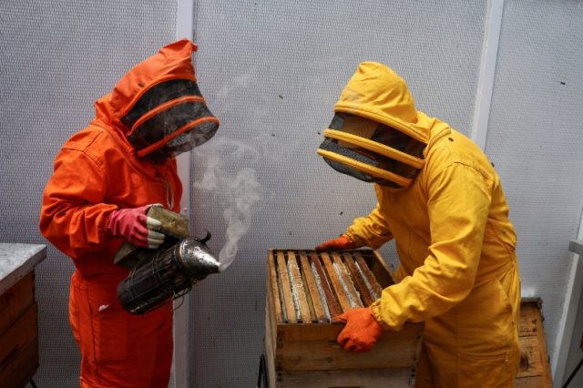colombian-students-scientists-bees