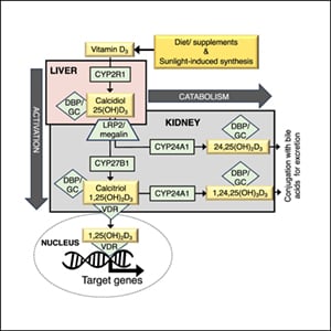 Interindividual Genetic Differences Drive Discordance Between Serum Calcidiol and Calcitriol Concentrations in Females