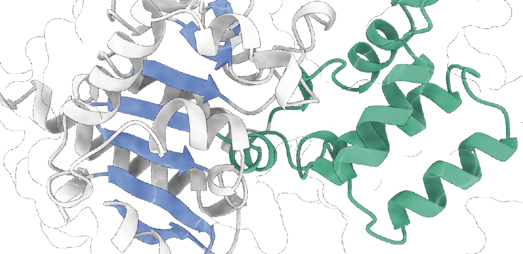 A human protein inherited from bacteria reveals an overlooked aspect of human immunity