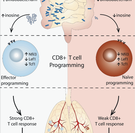 Antibiotics deliver a gut punch to infant immunity