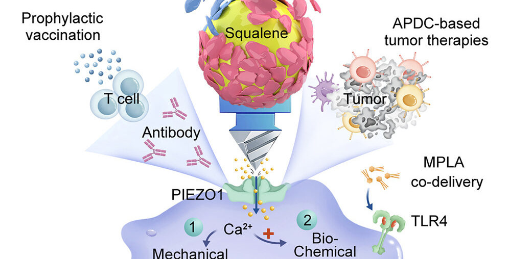 Mechanical Cues at Interface Drive Immune Activation