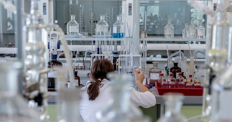 Research Reveals Immune Response to Pig Kidney Transplants