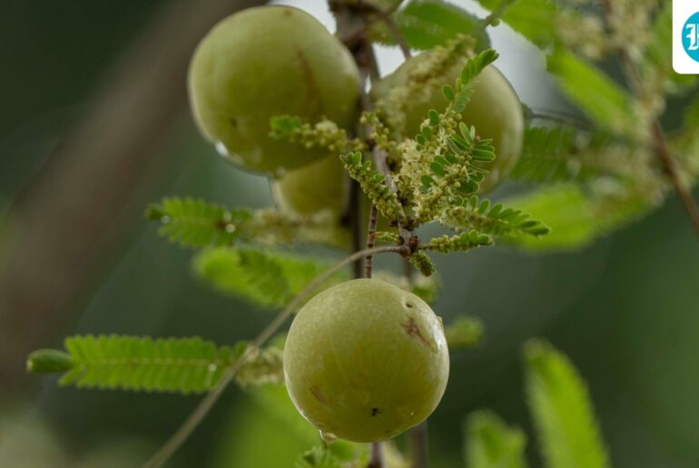 Fortis Delhi gastroenterologist shares 3 best winter foods for gut, immunity and metabolism