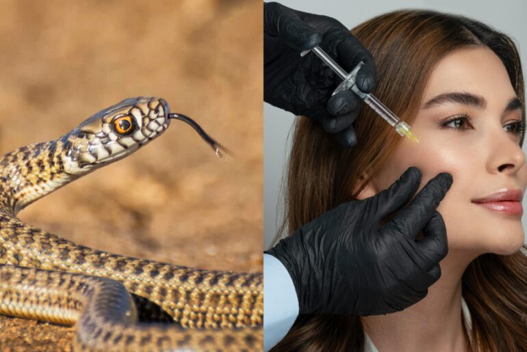Beauty clinics to emergency rooms: Botox could help treat snakebites