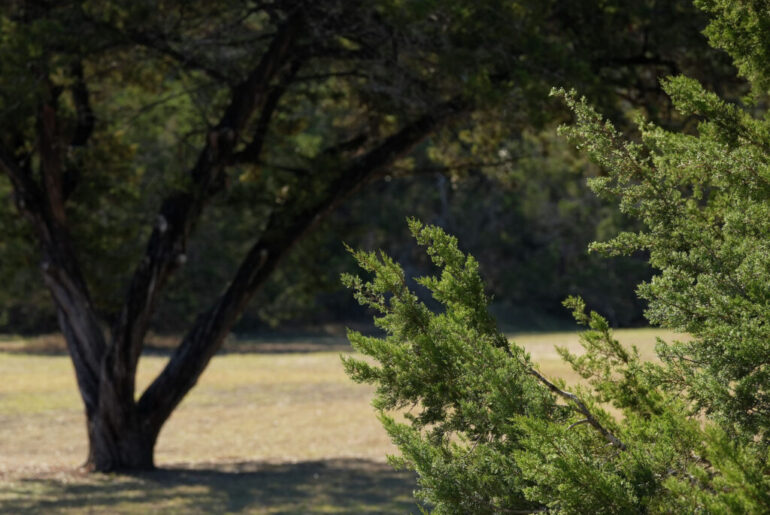 Can you become immune to cedar fever and other myths about allergy