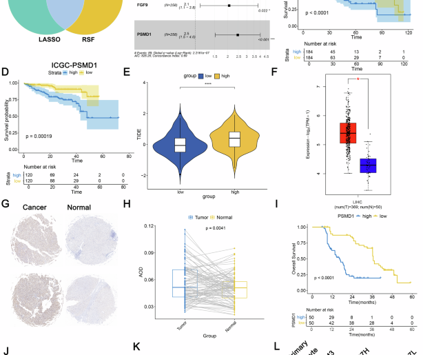 PSMD1 inhibition suppresses tumor progression and enhances antitumor immunity by modulating the RTKN/β-catenin/PD-L1 axis in hepatocellular carcinoma