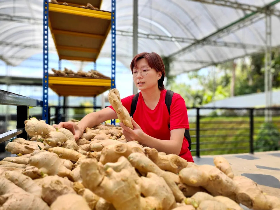 Ginger shots have long been used in the U.S., boasting multiple health benefits. But are they worth the spicy kick? (Getty Images/iStock)