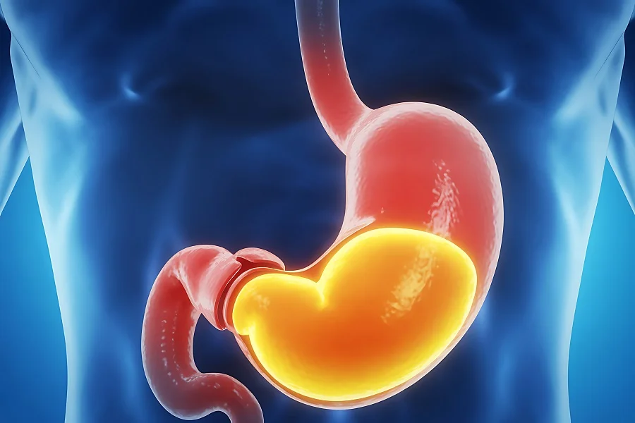 Gastric acid in the stomach