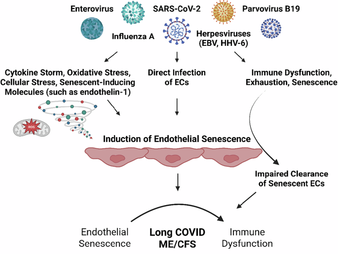 Virus-induced endothelial senescence as a cause and driving factor for ME/CFS and long COVID: mediated by a dysfunctional immune system