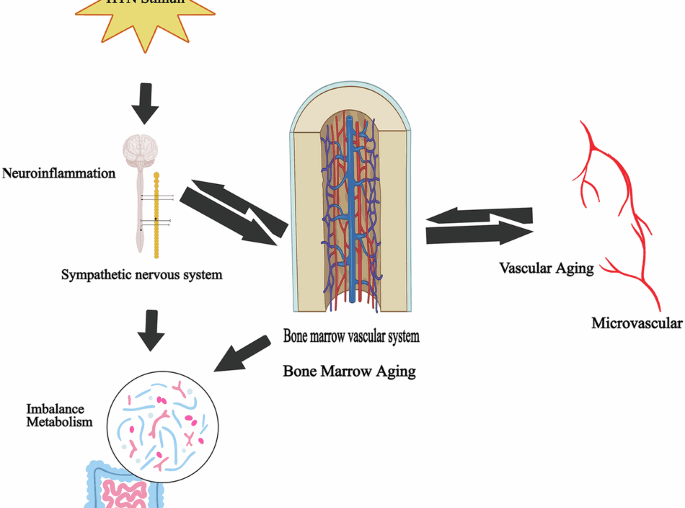The role of vascular aging, bone marrow and immune system in hypertension