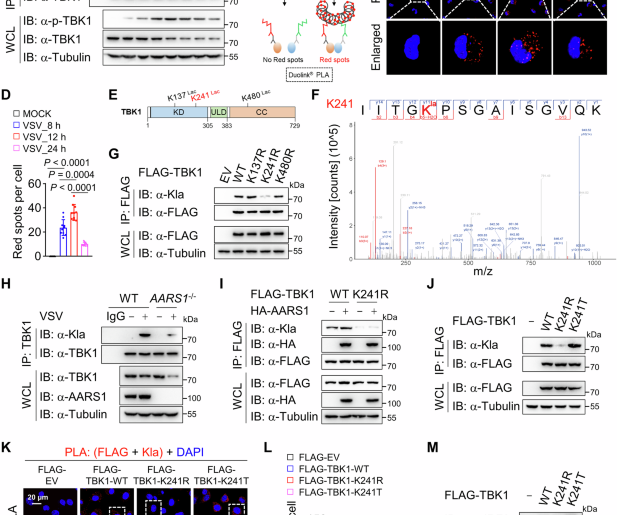 Dynamic regulation of TBK1 lactylation shapes antiviral immune responses