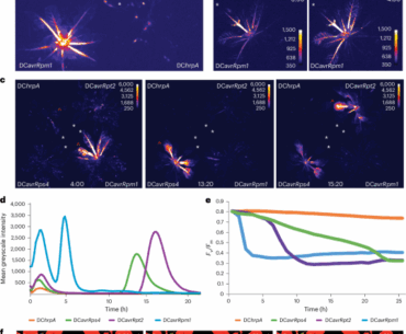 Rapid local and systemic jasmonate signalling drives the initiation and establishment of plant systemic immunity