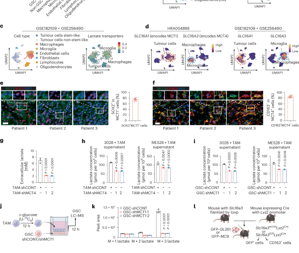 Inhibiting macrophage-derived lactate transport restores cGAS–STING signalling and enhances antitumour immunity in glioblastoma