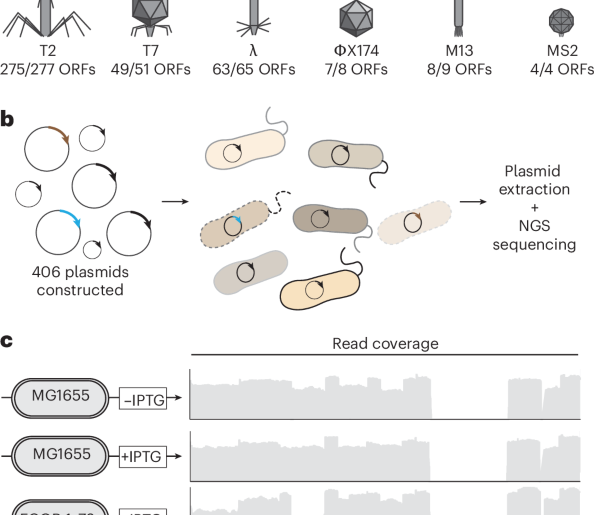 A phage protein screen identifies triggers of the bacterial innate immune system