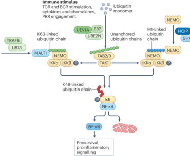 Ubiquitination and autophagy in host–pathogen interactions: from immune surveillance to therapeutic targeting