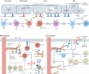 Contextualizing TH17 cells in cancer