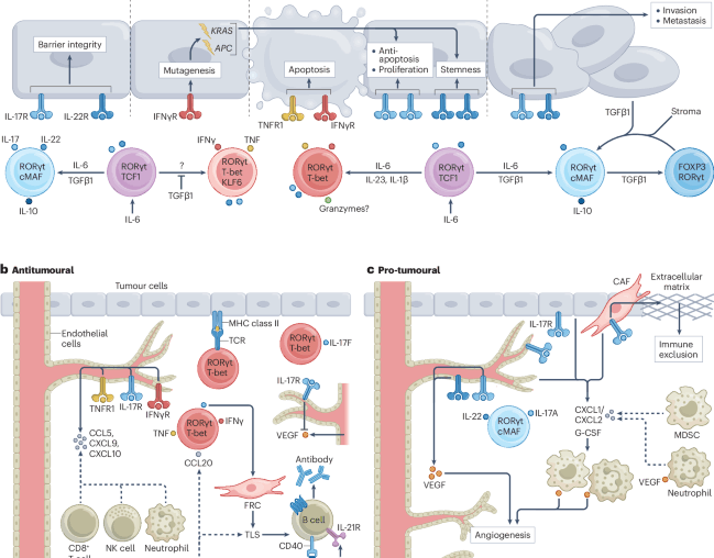 Contextualizing TH17 cells in cancer