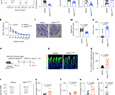 Neuro-epithelial circuits promote sensory convergence and intestinal immunity