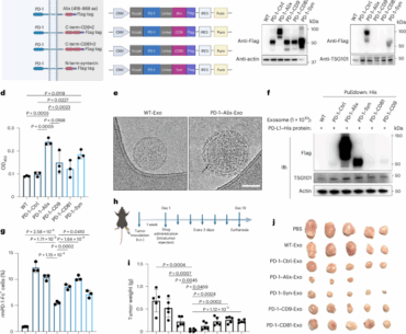 Engineering bispecific exosome activators of T cells to target immune checkpoint inhibitor-resistant metastatic melanoma