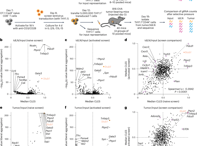 A STUB1–CHIC2 complex inhibits CD8+ T cells to restrain tumor immunity
