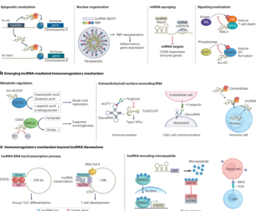 Long noncoding RNA regulation of immunity