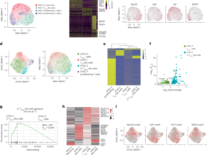BACH2 dosage establishes the hierarchy of stemness and fine-tunes antitumor immunity in CAR T cells