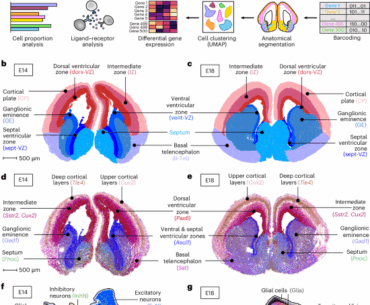 Spatial transcriptomics of the developing mouse brain immune landscape reveals effects of maternal immune activation and microbiome depletion