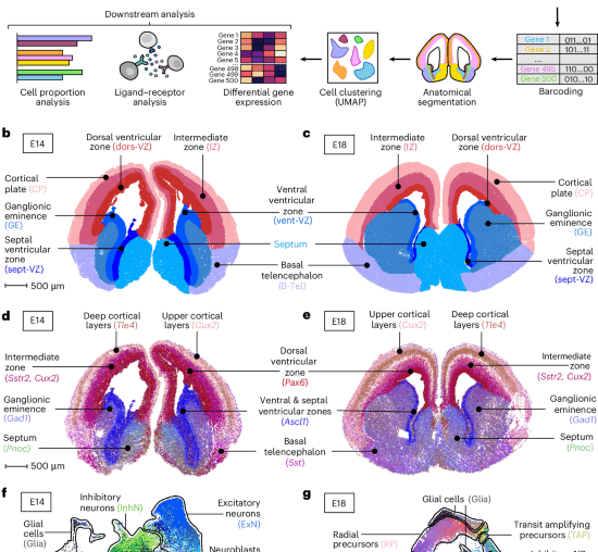 Spatial transcriptomics of the developing mouse brain immune landscape reveals effects of maternal immune activation and microbiome depletion