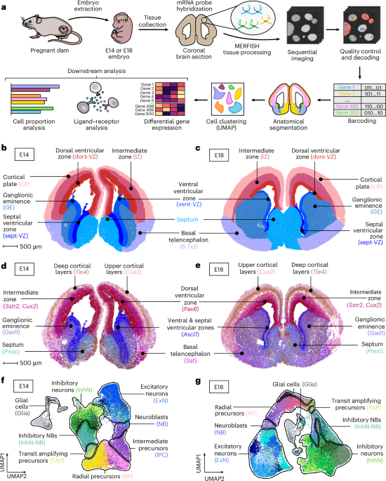 Spatial transcriptomics of the developing mouse brain immune landscape reveals effects of maternal immune activation and microbiome depletion