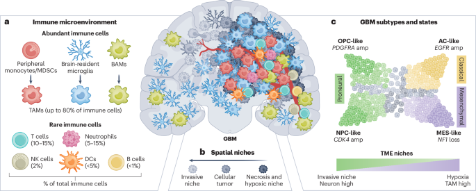 Immunosuppressive mechanisms and therapeutic interventions shaping glioblastoma immunity