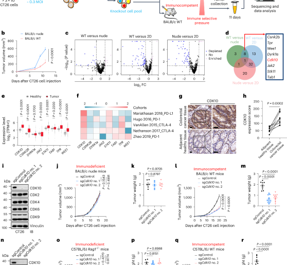 CDK10 suppresses nucleic acid sensors-mediated antitumor immunity