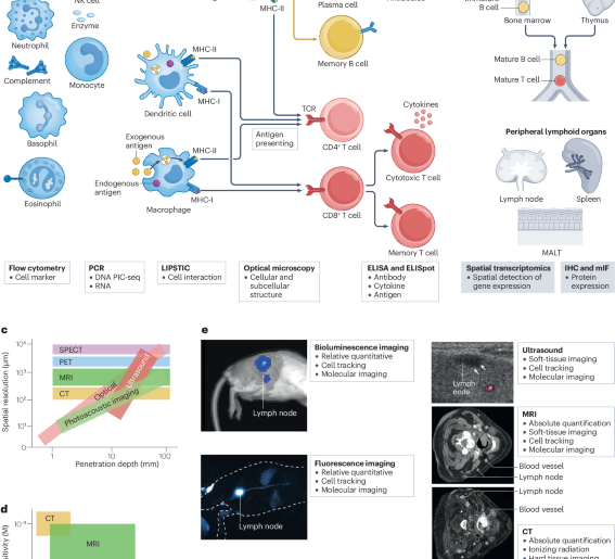 In vivo imaging of the immune system