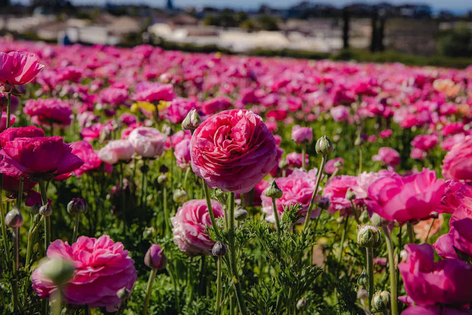So many flowers in vivid colors provide many sights to behold at the ranch.